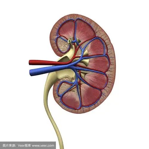 肾脏横切面白色