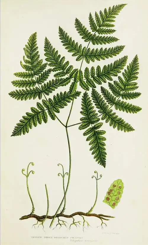 蕨类植物图谱