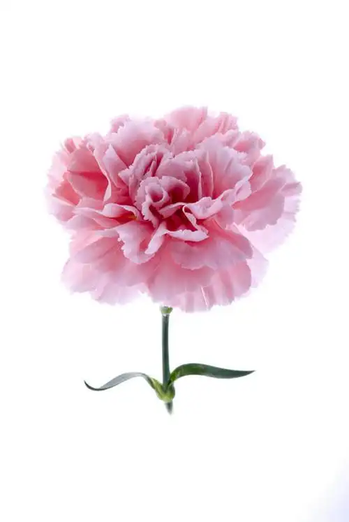 白色背景,正面,康乃馨,朦胧,模糊,盛开,花蕾,花,花瓣,花朵,鲜花,一朵