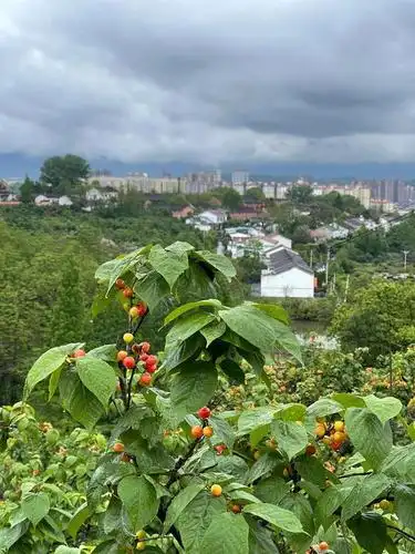 美丽的茶乡.西乡樱桃沟