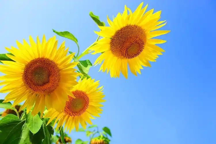 晴天三朵鲜艳向日葵葵花美丽漂亮花朵小清新配图