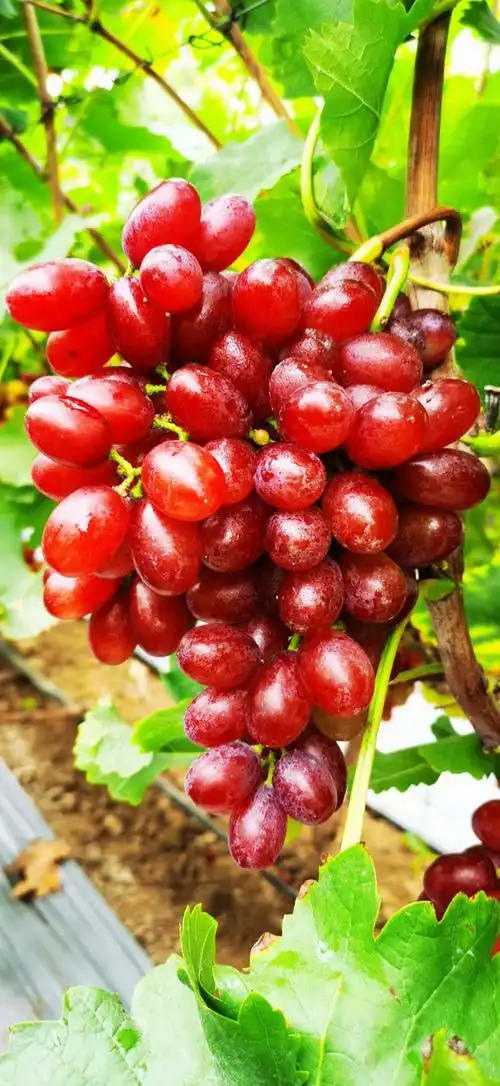 冰美人无籽葡萄新鲜采摘糖度高又脆又甜无籽