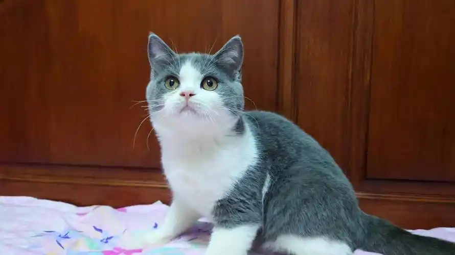 蓝白英短品相极好枫叶圆脸