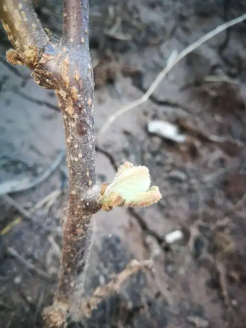 看看新种的猕猴桃发芽了没?