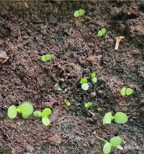 长寿花也能结种子?居然这么小,太惊奇了