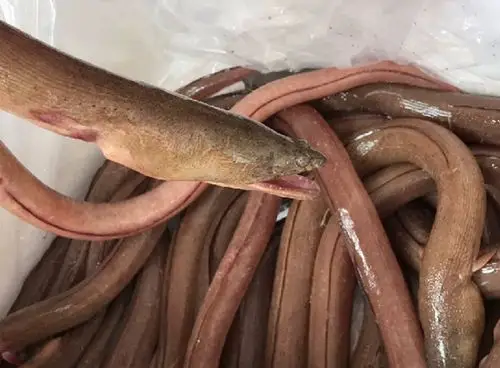 海鲜精选东山海鲜61野生活鲜土龙讨海人强身健体的秘诀土龙汤腰伤