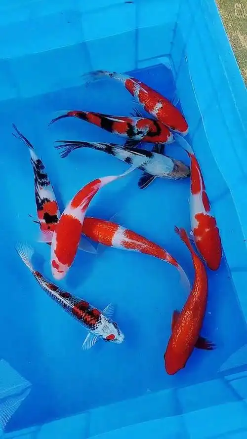 20公分,精选九条套餐,九条鱼七个品种