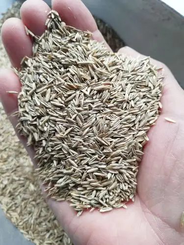 四季青草坪种子如何混播? 品种组合配比