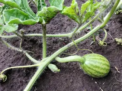 摄影展示了整个年轻的绿色水果西瓜,红色的果肉从地球上生长出来.