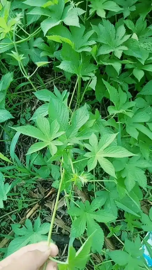 大叶五爪龙,朋友们见过吗