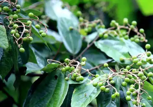 海南人小时候吃过的这些野果子,你还记得不?你吃过几种呢?满满的回忆.