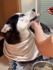 萌宠治愈季#很多人第一次养狗,看着饭纺敲纯砂,什么都宠着,但是你