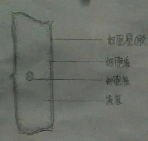 这3个都是洋葱表皮细胞吗
