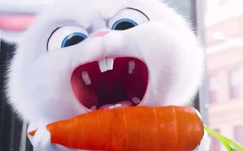 【爱宠大机密】永远的兔老大,即使全身弄湿了也是帅