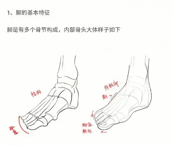 全方位分享如何画脚
