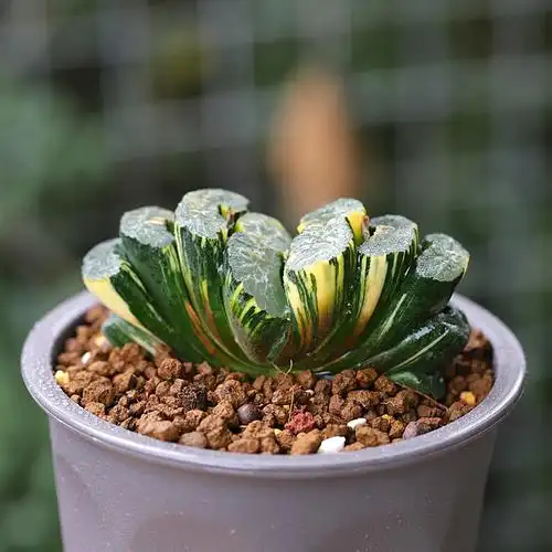 精品春季广重特多肉玉扇锦斑非常容易菁菁植物多肉植物