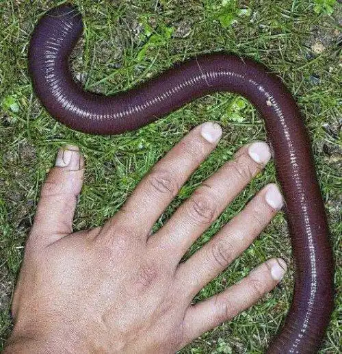 世界上最长的蚯蚓可达2米的巨型蚯蚓比蛇还要大