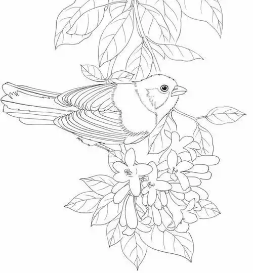 花鸟简笔画图片大全