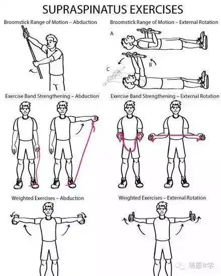 每日一肌第八讲冈上肌