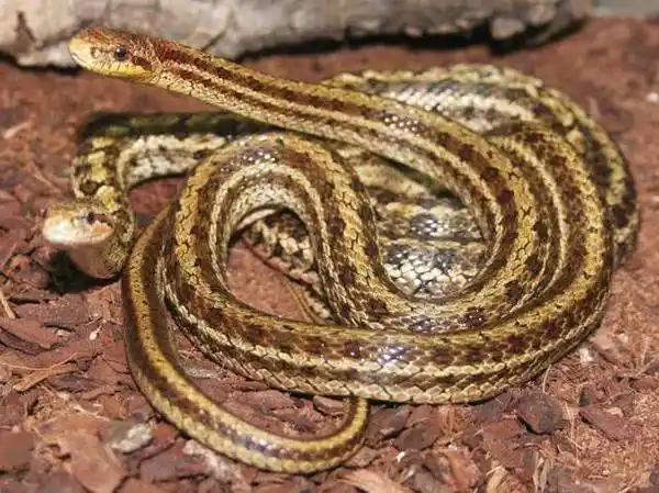 中国十大没有毒的蛇(国内最常见无毒蛇类排名)-万思特网