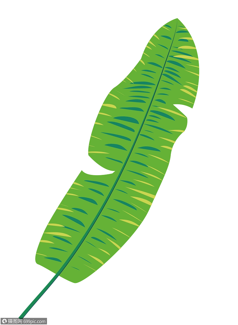 植物叶子叶子插画素材