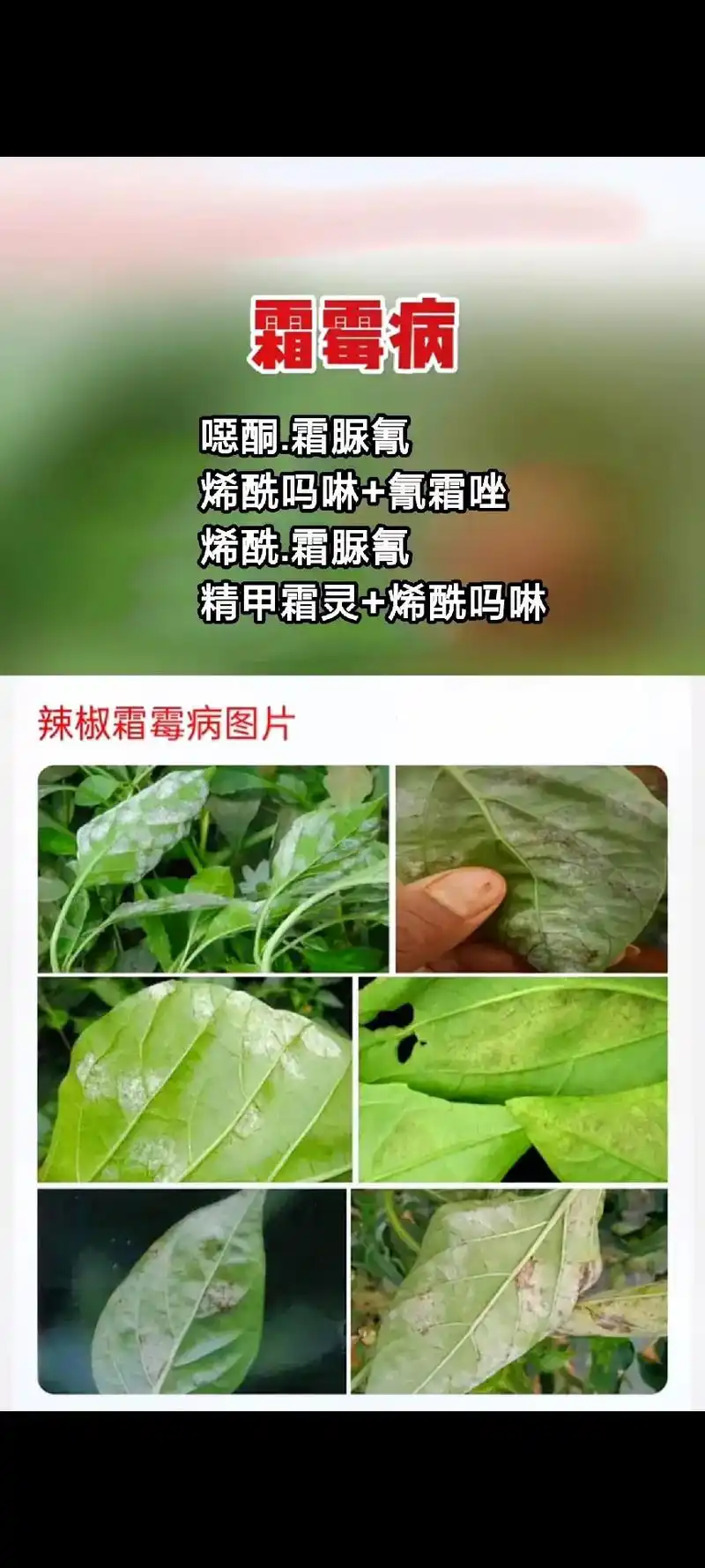 超级详细的辣椒常见19种病害高清图谱识别及防治,喜欢的农友们 - 抖音