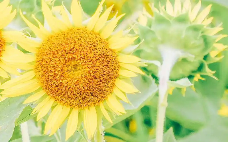 小清新唯美花卉植物图片壁纸
