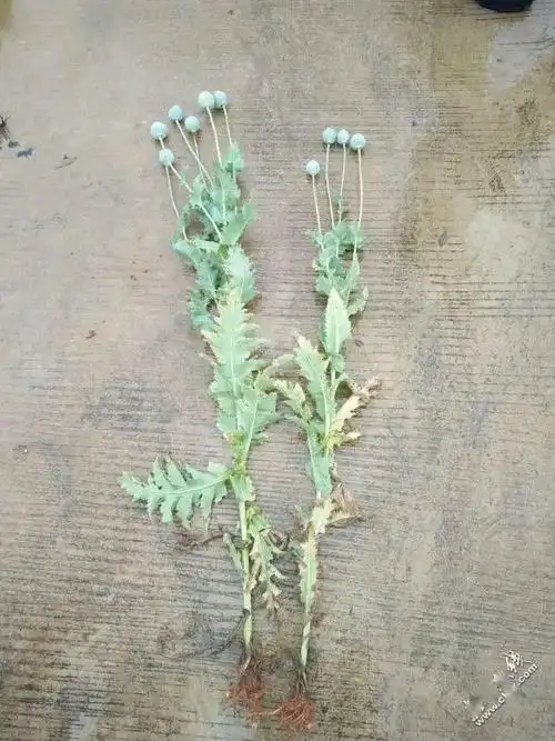 赤壁一对夫妻听说罂粟能治病竟非法种植