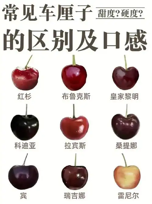 车厘子种类普及贴