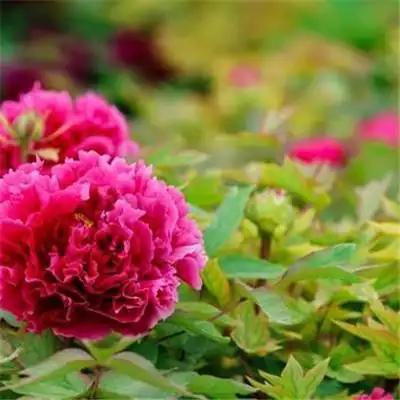 适合做头像的牡丹花朵图片 高清花开富贵牡丹_微信头像_头像屋