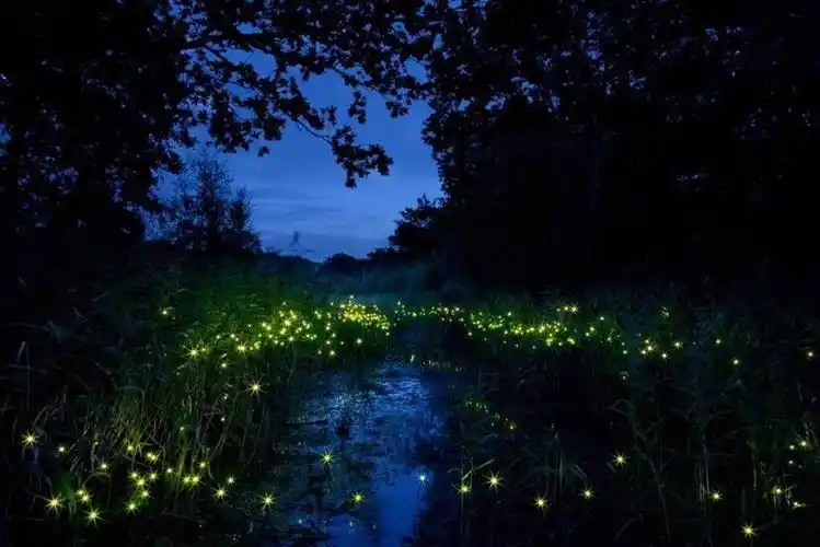 夏天的萤火虫最美丽!