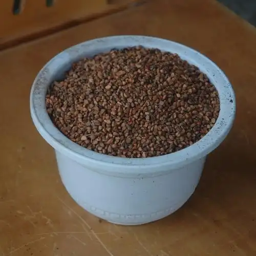 新采黄刺玫种子红刺玫种子玫瑰花种子山地玫瑰