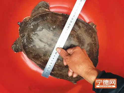 男子钓到8斤巨鳖系国家二级保护野生动物山瑞鳖