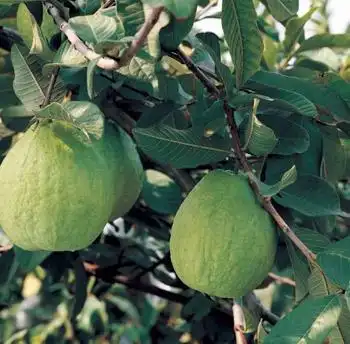 番石榴树番石榴树怎么种番石榴树要怎么除虫