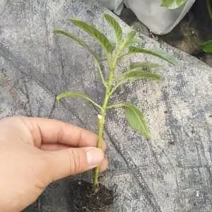 人生果树苗南方种图片