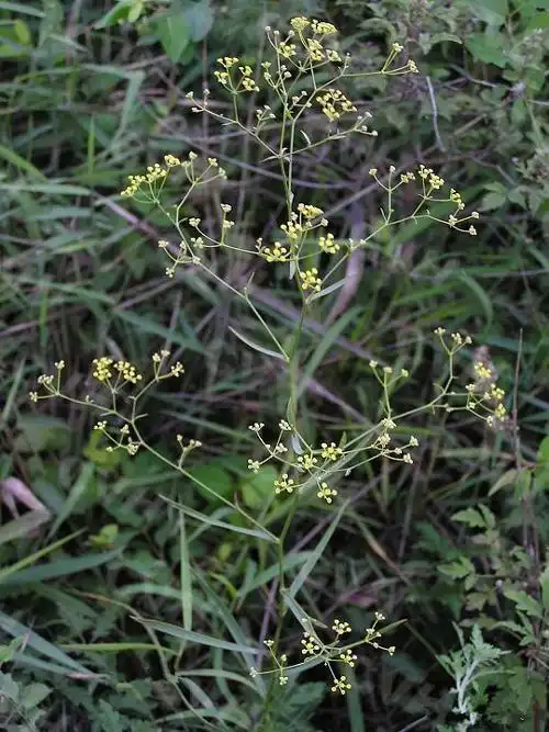 每天学一味中药——柴胡