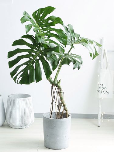 龟背竹老桩大型盆栽观叶植物吸甲醛净化空气办公室客厅室内大绿植