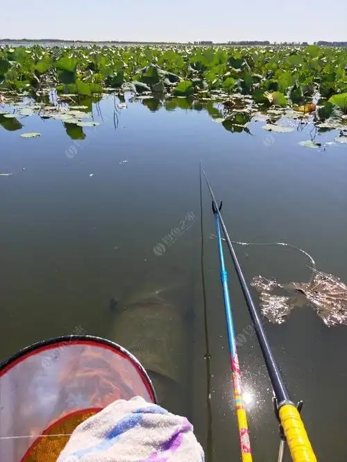 珍珠湖野钓太过瘾了! - 钓鱼之家