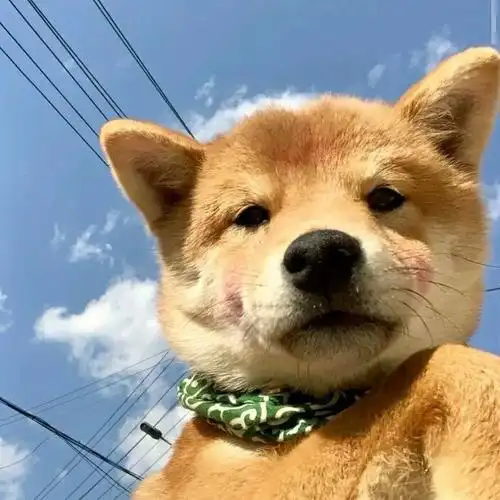 奇奇怪怪的搞笑可爱小狗狗头像