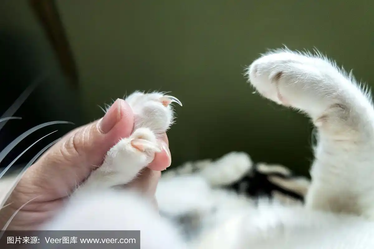 图片显示的是剪指甲前捕捉到的猫脚.(爪子)