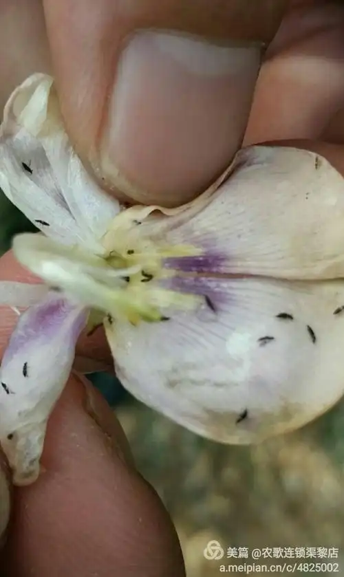 大强教你用稻欢防治豆角蓟马危害.
