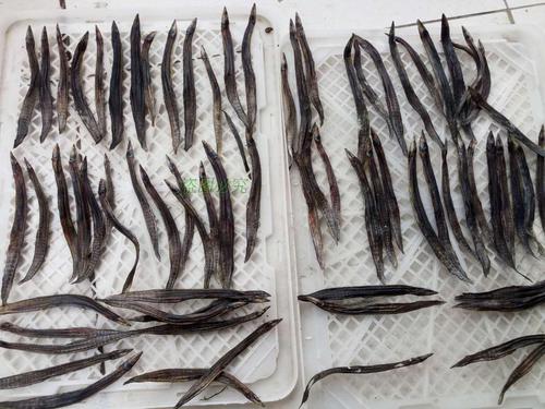 纯野生特产刀鳅鱼干货刺鳅干淡水泥鳅鱼干板鳅无盐刺泥鳅干250克