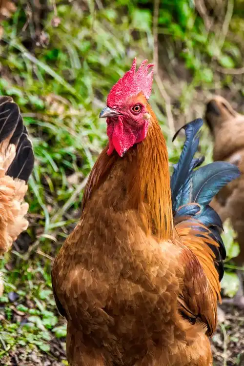 大红公鸡雄纠纠