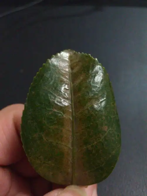 茶花叶子怎么了? 给看看 叶子都这样了 怎样补救?