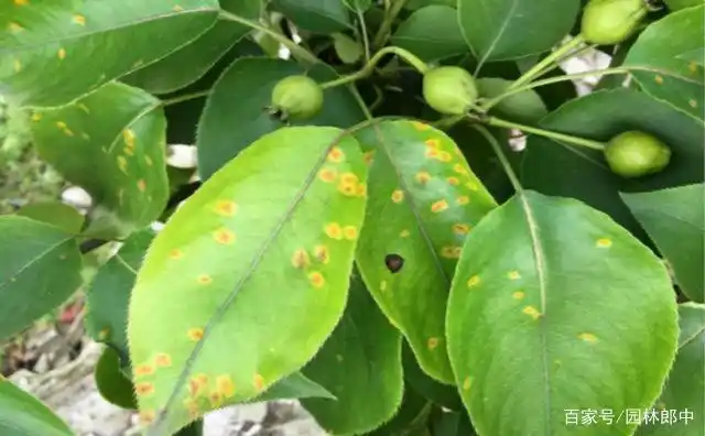 海棠锈病,园林植保圈的知名网红,到底该如何去防,如何去治?