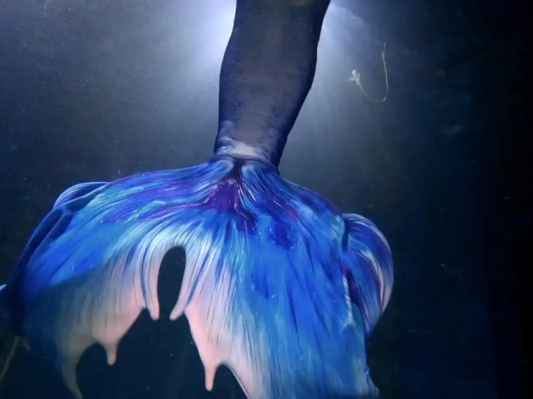 美男鱼诞生记 我终于又有美人鱼男学员了! 哎嘿嘿嘿