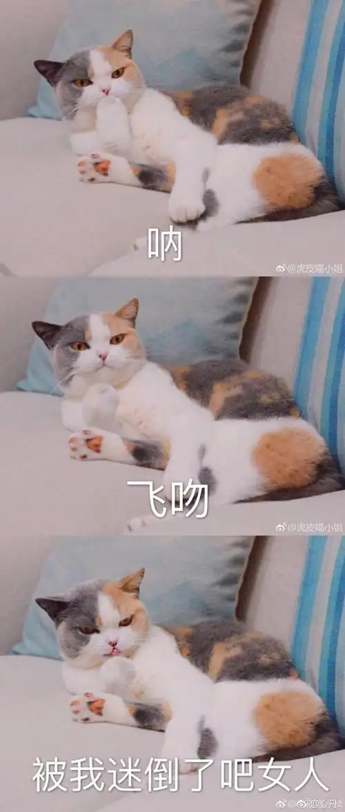 猫表情包飞吻
