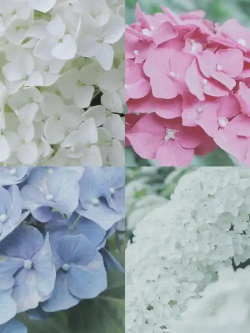 绣球炙热无尽夏