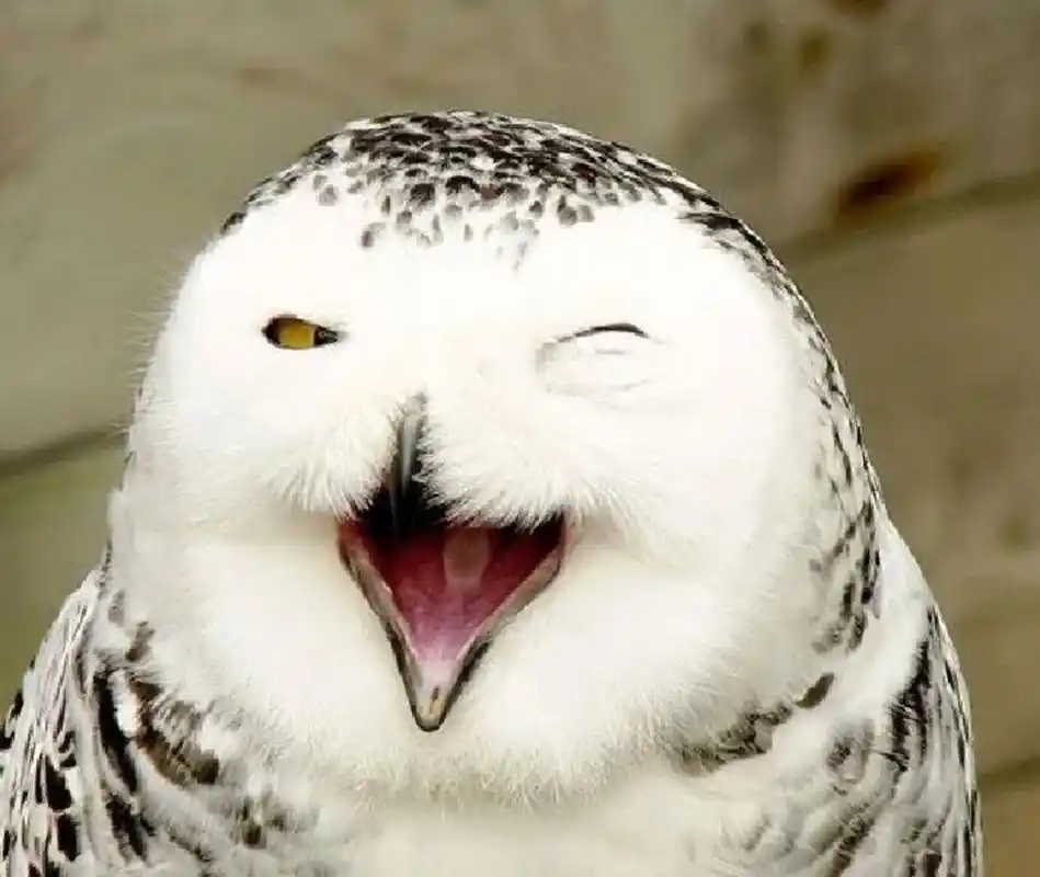 每日一鸟|雪鸮(snowy owl) 被这么开心的表情感染到了!