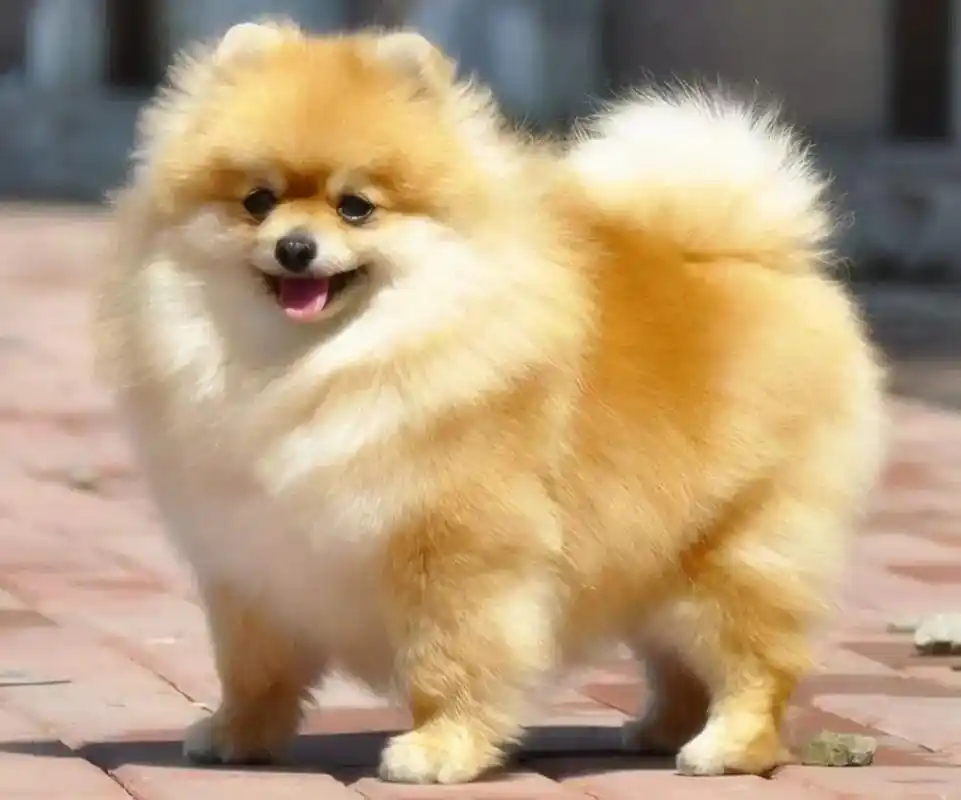 小型黄毛狗所有品种有什么?